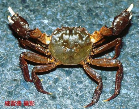 Eriocheir japonica, Hsi-Te Shih