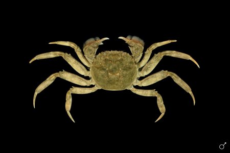 Eriocheir sinensis, Ondřej Radosta