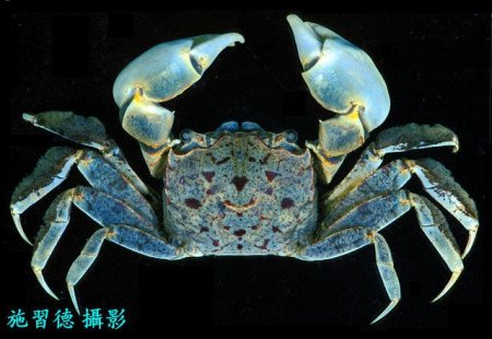 Helicana doerjesi, Hsi-Te Shih