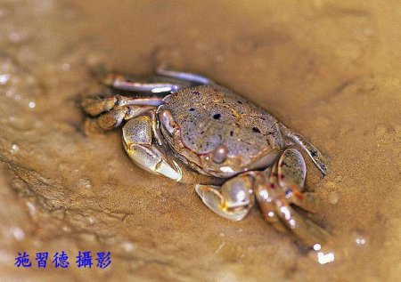 Helicana doerjesi, Hsi-Te Shih