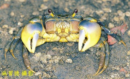 Helice formosensis, Hsi-Te Shih