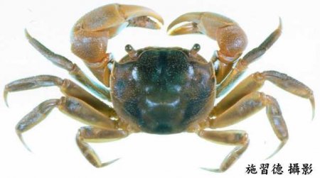 Neohelice granulata, Hsi-Te Shih