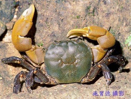 Pseudograpsus crassus, Hsi-Te Shih