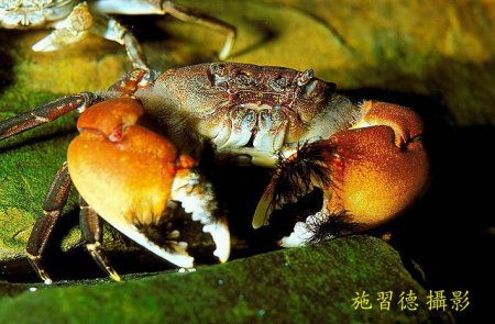 Pseudograpsus setosus, Hsi-Te Shih