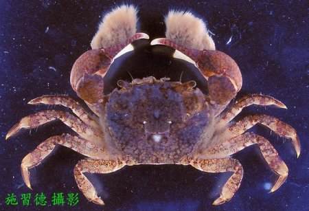 Ptychognathus barbatus, Hsi-Te Shih