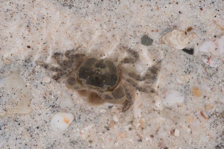 Ptychognathus pusillus, Hitoshi Takakura