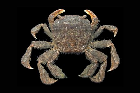 Varuna yui, Mos Nattapat