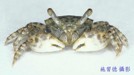 Ilyoplax integra, Hsi-Te Shih