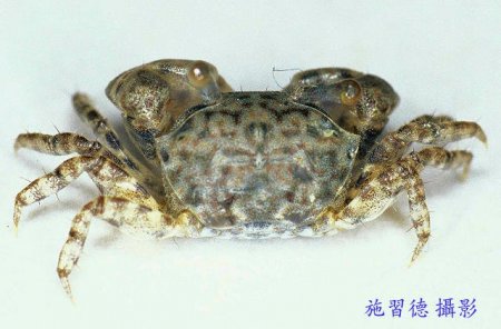 Ilyoplax integra, Hsi-Te Shih