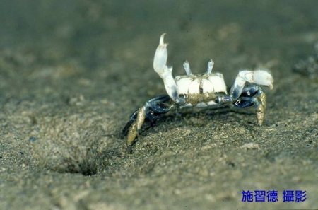 Ilyoplax tansuiensis, Hsi-Te Shih