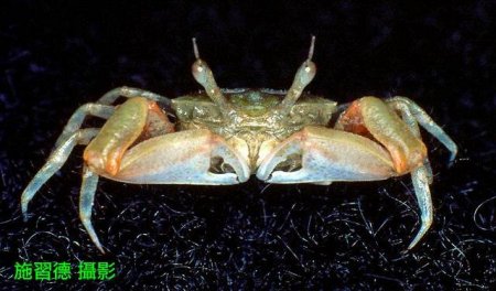 Tmethypocoelis ceratophora, Hsi-Te Shih