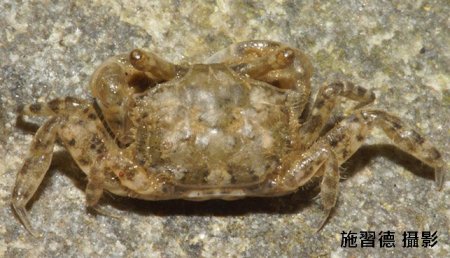 Chaenostoma crassimanus, Hsi-Te Shih