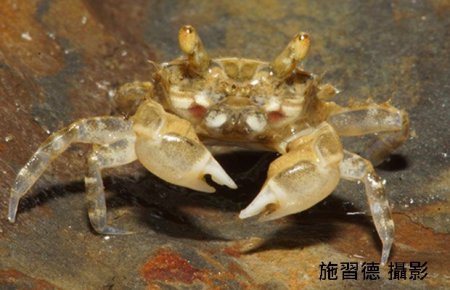 Chaenostoma crassimanus, Hsi-Te Shih