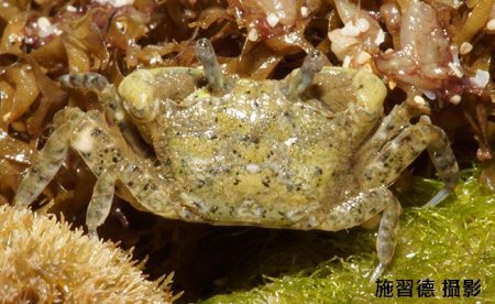 Chaenostoma orientale, Hsi-Te Shih