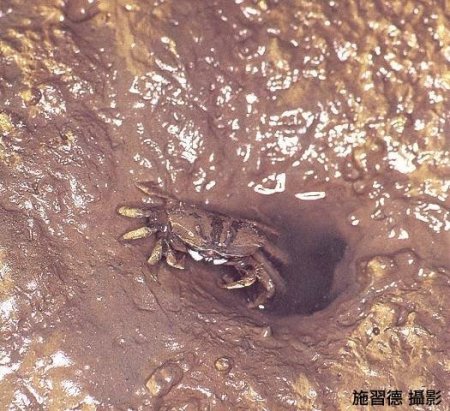 Mareotis banzai, Hsi-Te Shih