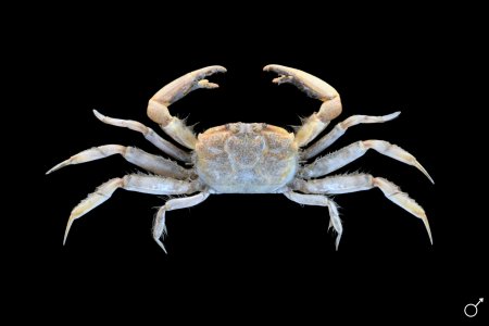 Mareotis definitus, Ondřej Radosta