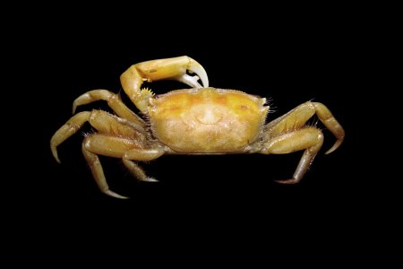 Mareotis laevis, Jigneshkumar N. Trivedi Marine Biodiversity and Ecology Lab