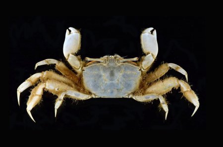 Mareotis depressus, Arthur Anker