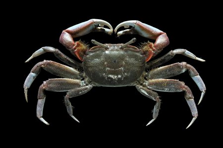 Mareotis pacificus, Mos Nattapat