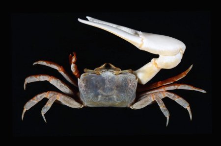 Austruca iranica, Arthur Anker