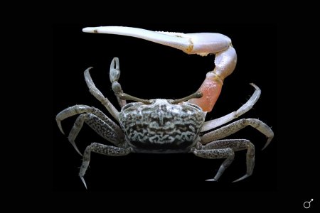 Austruca perplexa, Mos Nattapat