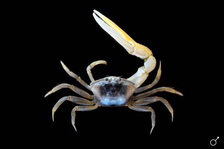 Gelasimus hesperiae, Ondřej Radosta