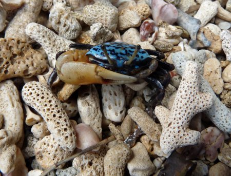 Gelasimus tetragonon, Patrick Randall