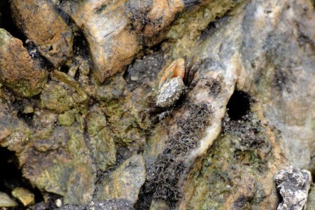 Minuca burgersi, Ondřej Radosta