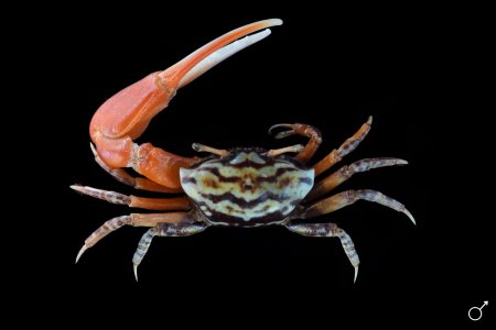 Paraleptuca splendida, Ondřej Radosta