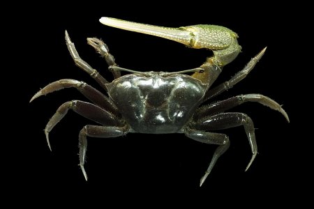 Tubuca paradussumieri, Mos Nattapat