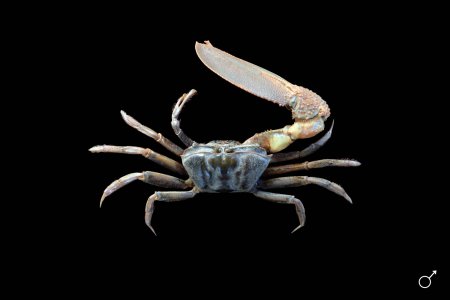 Uca maracoani, Ondřej Radosta