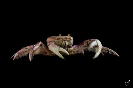 Ucides cordatus, Ondřej Radosta