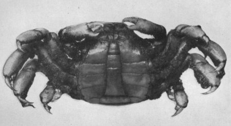 Pinnotheres jamesi, Mary J. Rathbun Scientific results of the expedition to the Gulf of California in charge of C.H. Townsend