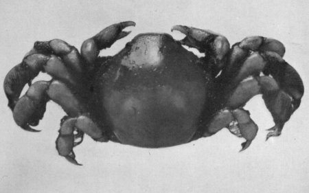 Pinnotheres jamesi, Mary J. Rathbun Scientific results of the expedition to the Gulf of California in charge of C.H. Townsend