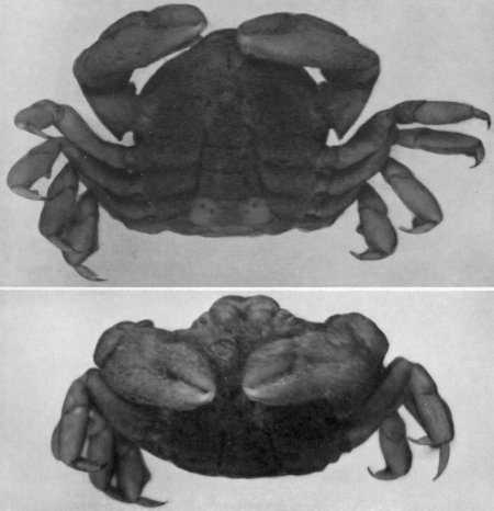 Pinnotheres pichilinquei, Mary J. Rathbun Scientific results of the expedition to the Gulf of California in charge of C.H. Townsend