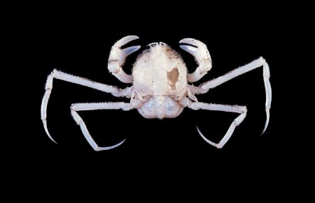 Tymolus japonicus, Tin-Yam Chan 上傳(TaiBNET)