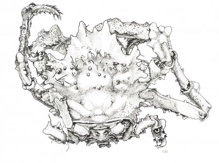 Alainodromia timorensis, Colin Mclay McLay, C.L. (1998) A new genus and species of dromiid crab (Brachyura, Dromiidae) from the Timor Sea, north-west Australia with records of other species from the China Sea.