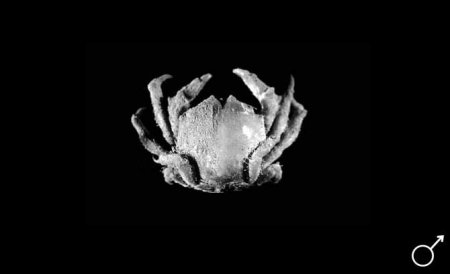 Cryptodromia hilgendorfi, Colin Mclay McLay, C.L. (1993) Crustacea Decapoda: the sponge crabs (Dromiidae) of New Caledonia and the Philippines with a review of the genera