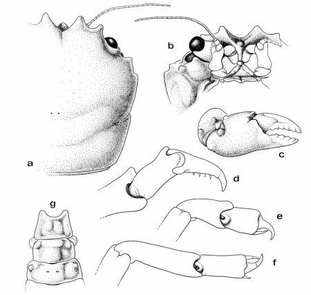 Cryptodromia longipes, Colin Mclay McLay, C.L. (1993) Crustacea Decapoda: the sponge crabs (Dromiidae) of New Caledonia and the Philippines with a review of the genera