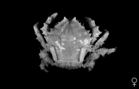 Cryptodromia marquesas, Colin Mclay McLay, C.L. (2001) The Dromiidae of French Polynesia and a new collection of crabs (Crustacea, Decapoda, Brachyura) from the Marquesas Islands