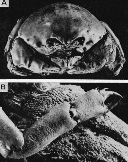 Dromidiopsis australiensis, L. Maman Lewinsohn, C. (1984) Dromiidae (Crustacea, Decapoda, Brachyura) from Madagascar and the Seychelles