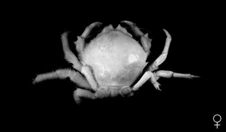 Dromidiopsis richeri, Colin Mclay McLay, C.L. (2001) The Dromiidae of French Polynesia and a new collection of crabs (Crustacea, Decapoda, Brachyura) from the Marquesas Islands