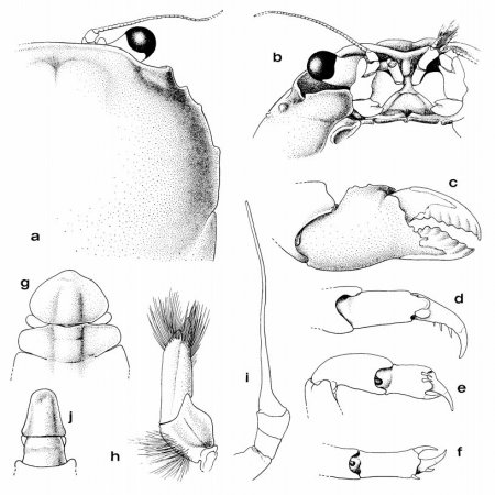 Dromidiopsis tridentata, Colin Mclay McLay, C.L. (1993) Crustacea Decapoda: the sponge crabs (Dromiidae) of New Caledonia and the Philippines with a review of the genera