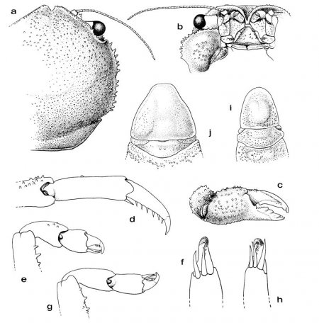 Eodromia denticulata, Colin Mclay McLay, C.L. (1993) Crustacea Decapoda: the sponge crabs (Dromiidae) of New Caledonia and the Philippines with a review of the genera