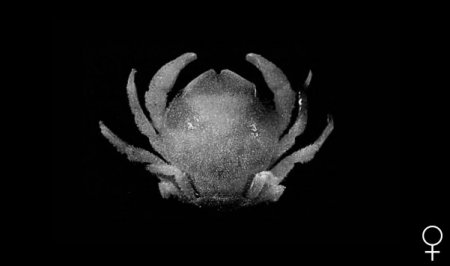 Eodromia denticulata, Colin Mclay McLay, C.L. (1993) Crustacea Decapoda: the sponge crabs (Dromiidae) of New Caledonia and the Philippines with a review of the genera