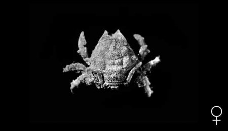 Epigodromia rotunda, Colin Mclay McLay, C.L. (1993) Crustacea Decapoda: the sponge crabs (Dromiidae) of New Caledonia and the Philippines with a review of the genera