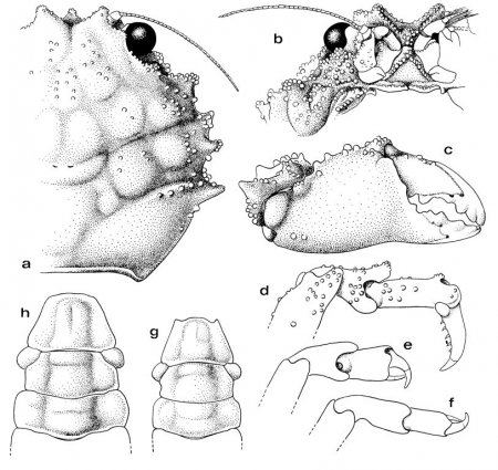 Epigodromia rugosa, Colin Mclay McLay, C.L. (1993) Crustacea Decapoda: the sponge crabs (Dromiidae) of New Caledonia and the Philippines with a review of the genera