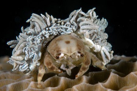 Lewindromia unidentata, Andrey Ryanskiy