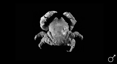 Mclaydromia dubia, Colin Mclay McLay, C.L. (1993) Crustacea Decapoda: the sponge crabs (Dromiidae) of New Caledonia and the Philippines with a review of the genera