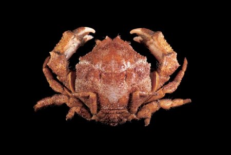 Petalomera granulata, Tin-Yam Chan 上傳(TaiBNET)